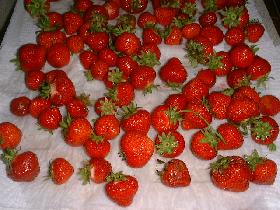 laver les fraises et les sécher sur un sopalin